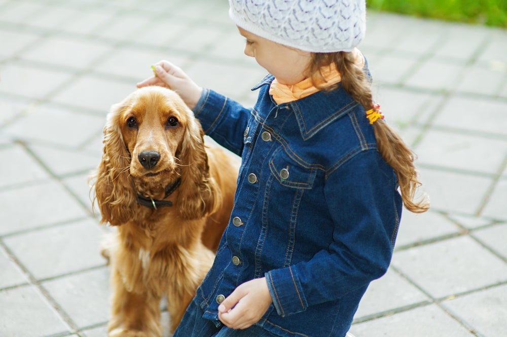 O Cocker Spaniel é um excelente companheiro para as crianças 