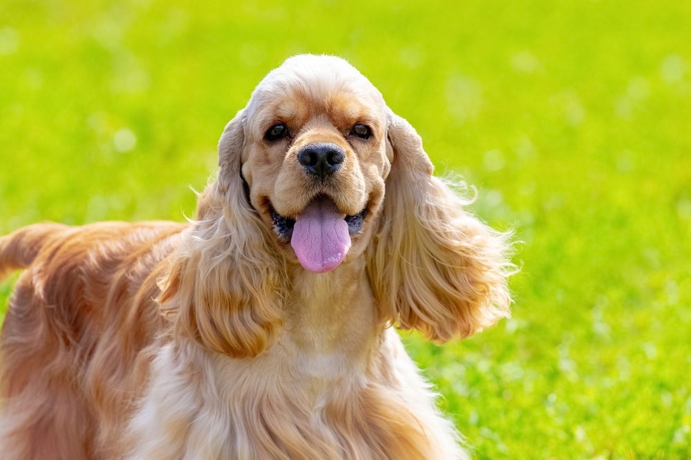 O Cocker Spaniel Americano é uma raça de cachorro americano famosa por suas orelhas caídas