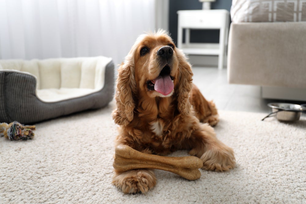 O Cocker Spaniel Inglês filhote pode ser encontrado por valores a partir de R$ 2500