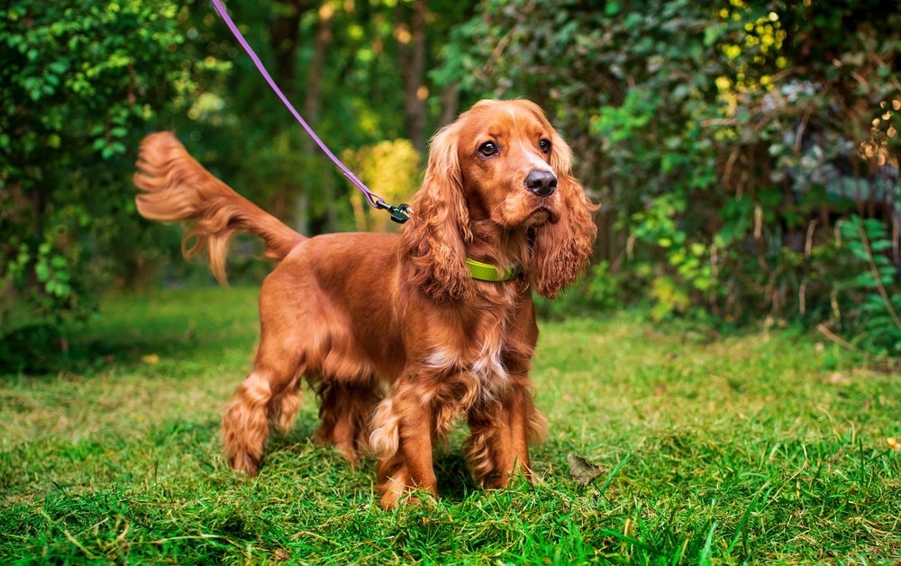 O Cocker Spaniel possui orelhas longas e peludinhas que são puro charme 