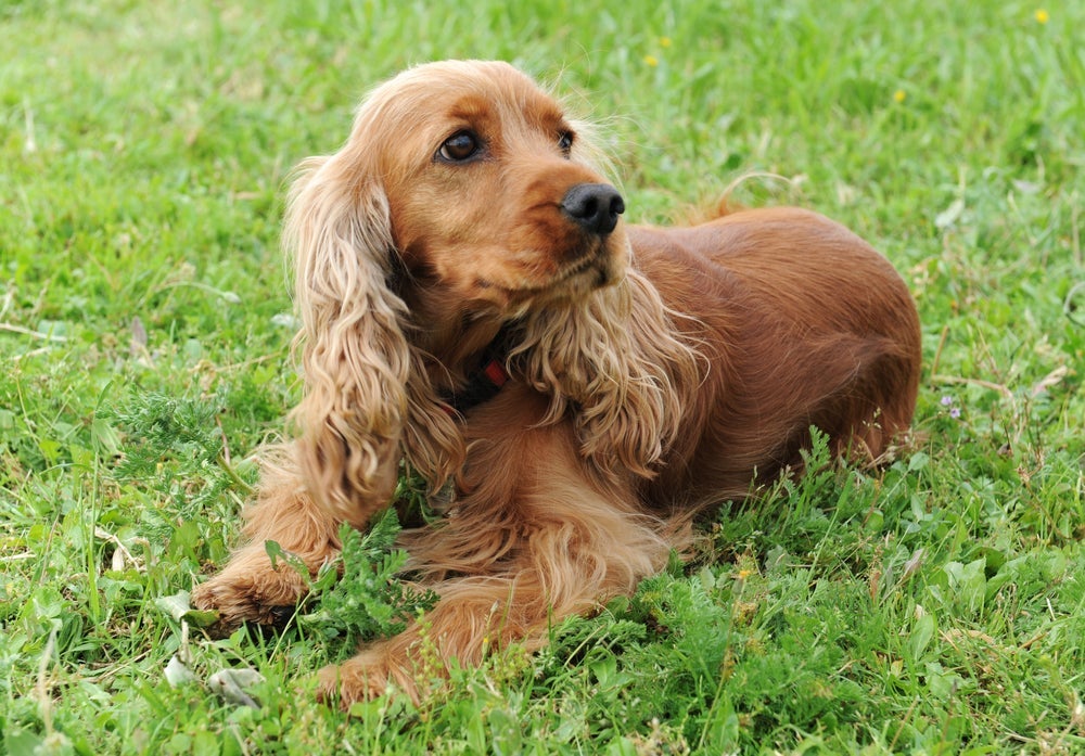 A raça Cocker Spaniel é uma das mais populares, principalmente do tipo inglês