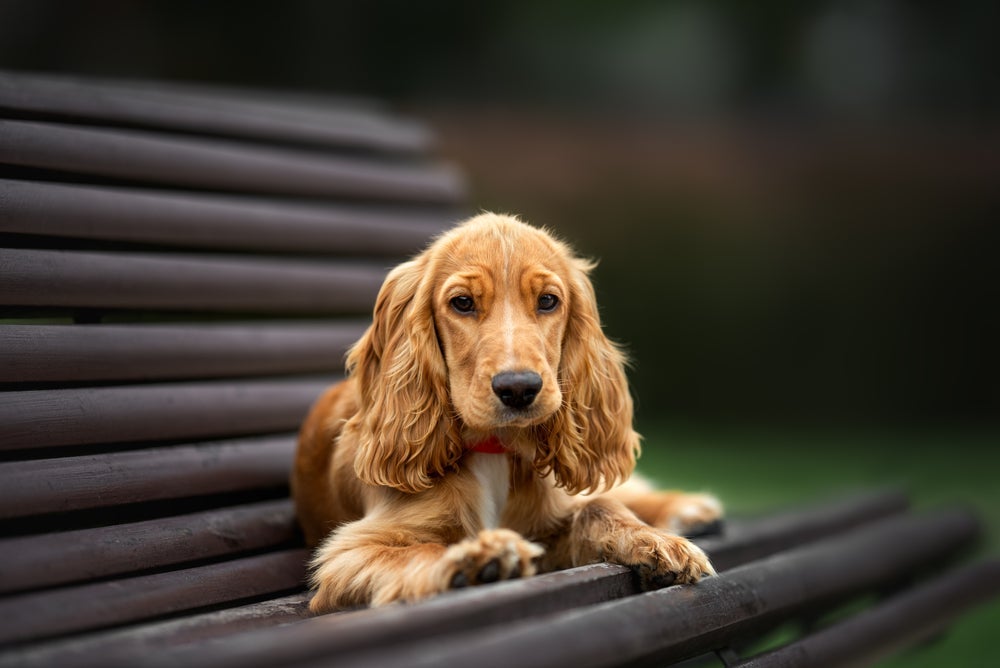 O Cocker Spaniel é um cachorro dócil e inteligente, mas tem várias outras qualidades