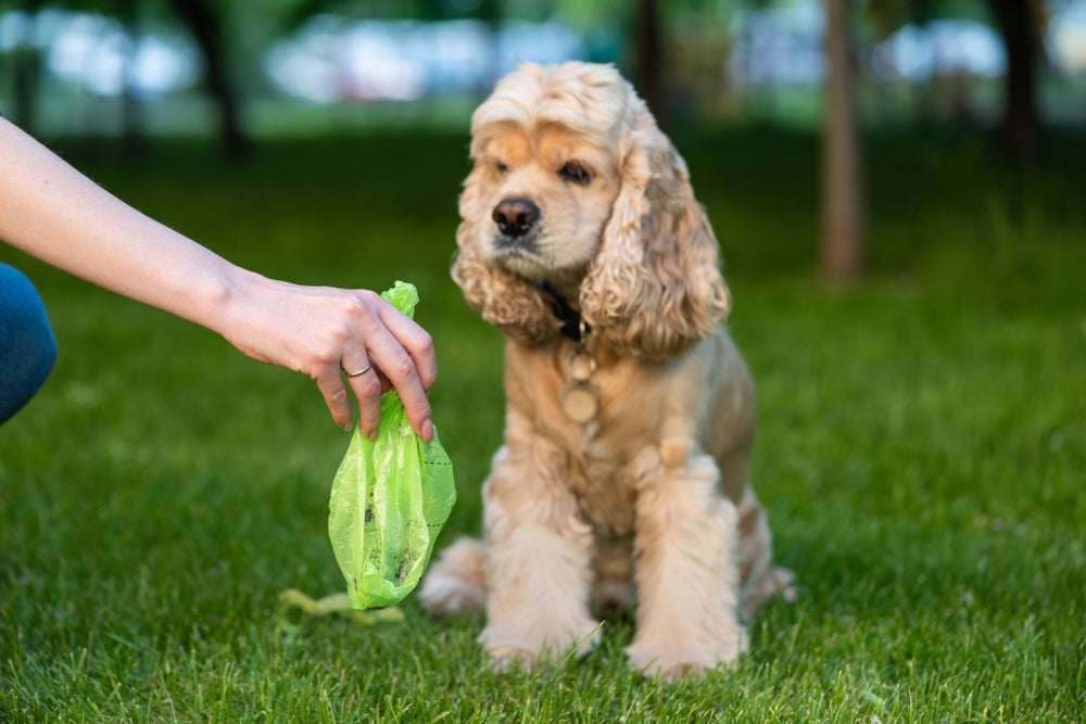 É importante descartar as fezes de cachorro corretamente, pois os dejetos podem transmitir doenças