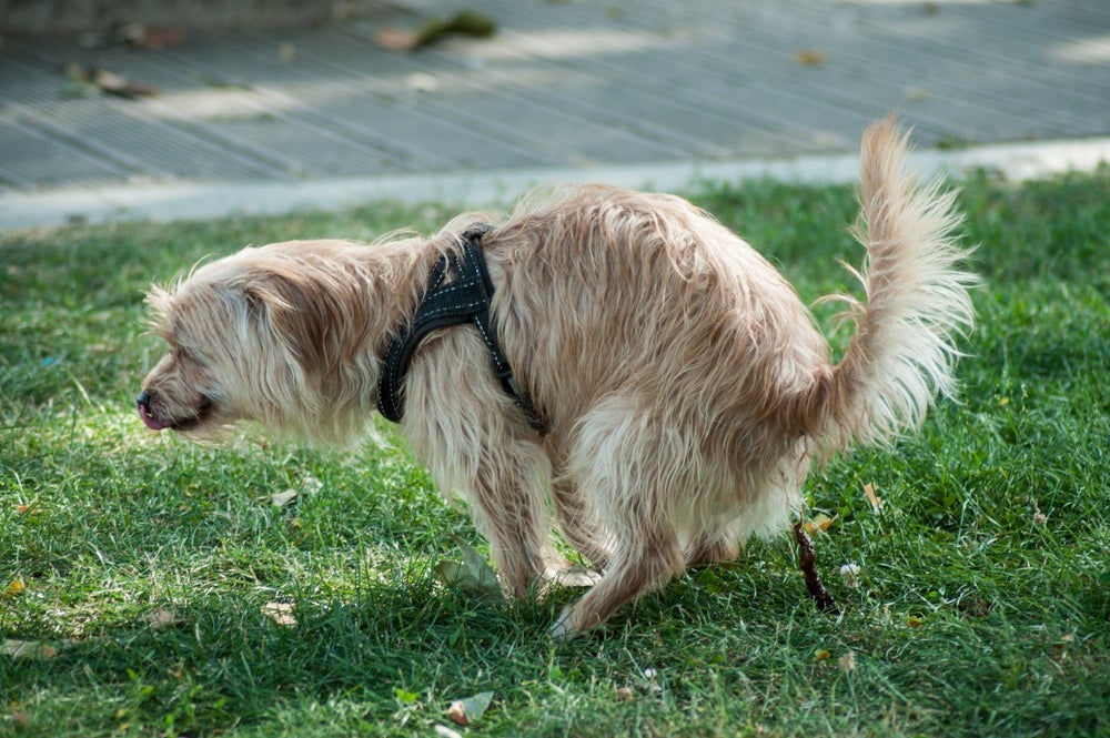 As fezes de cachorro com muco gelatinoso são sinal de alerta