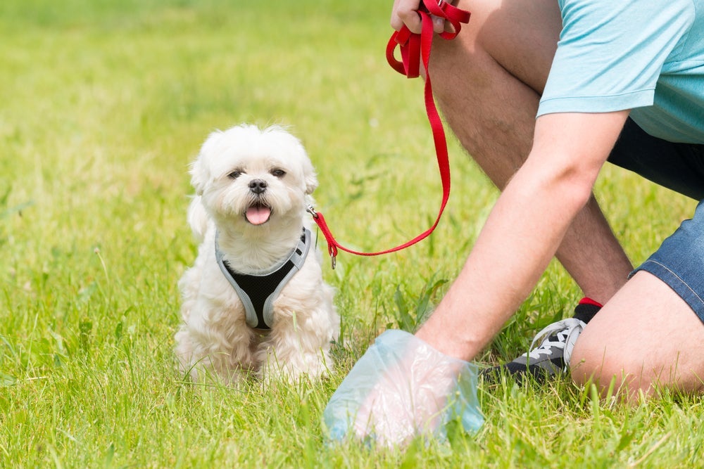 Você deve usar saquinhos para recolher cocô de cachorro durante os passeios