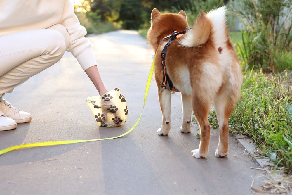 A decomposição do jornal para cachorro ou das sacolas de papel é bem mais rápida do que as sacolas plásticas