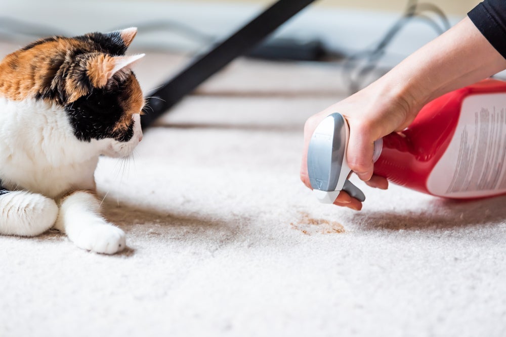 Para saber o que fazer para o gato não defecar no quintal e fora da caixa, é preciso descobrir a causa do comportamento