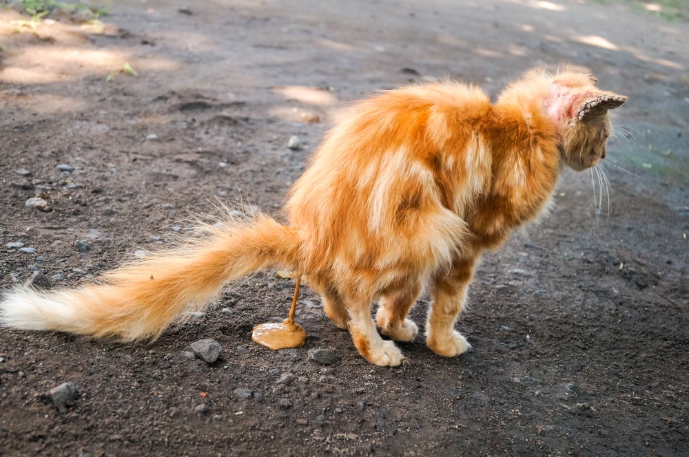 Um gato com diarreia pode indicar diferentes problemas de saúde