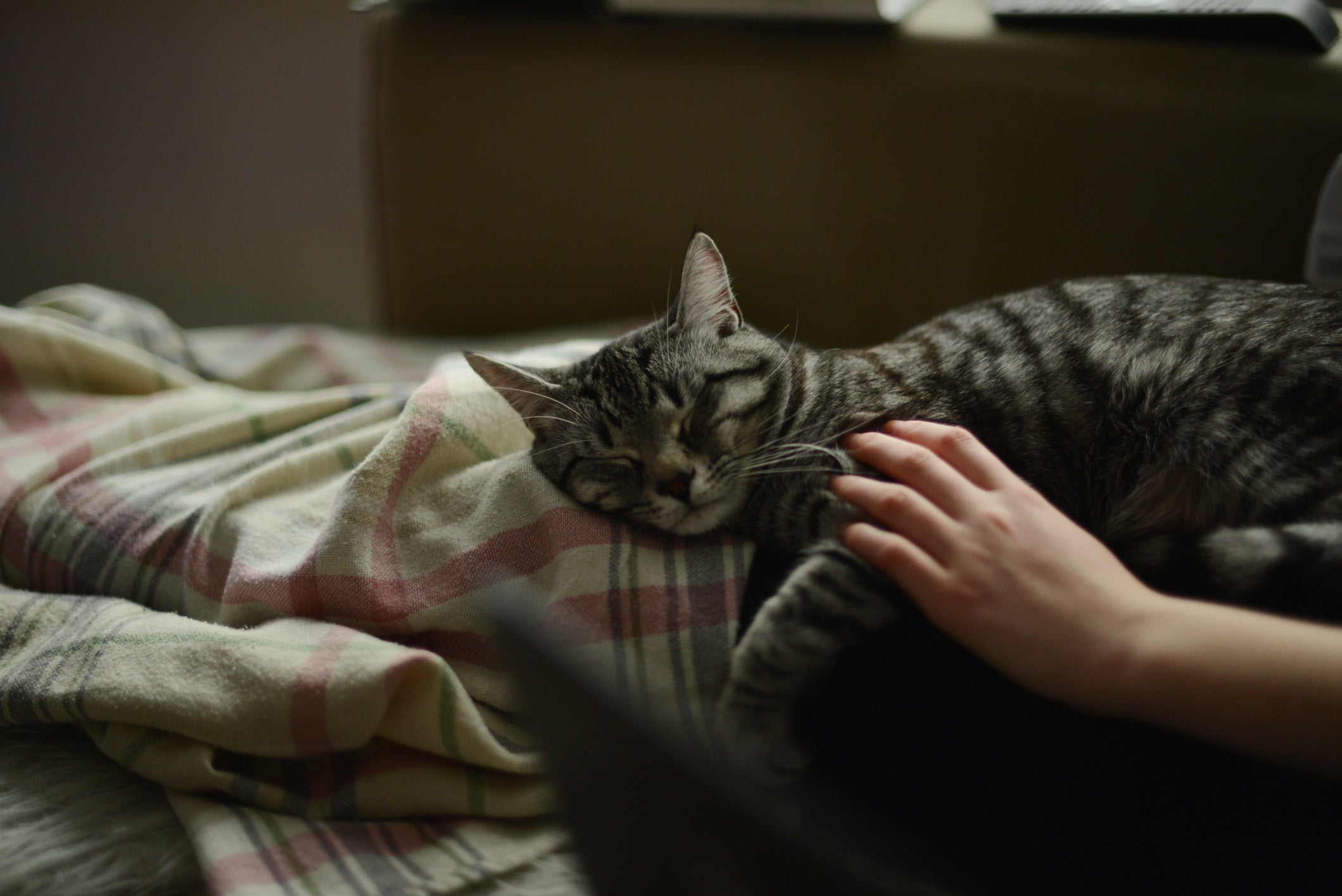 Gatos podem prever até quando os tutores estão chateados ou não 
