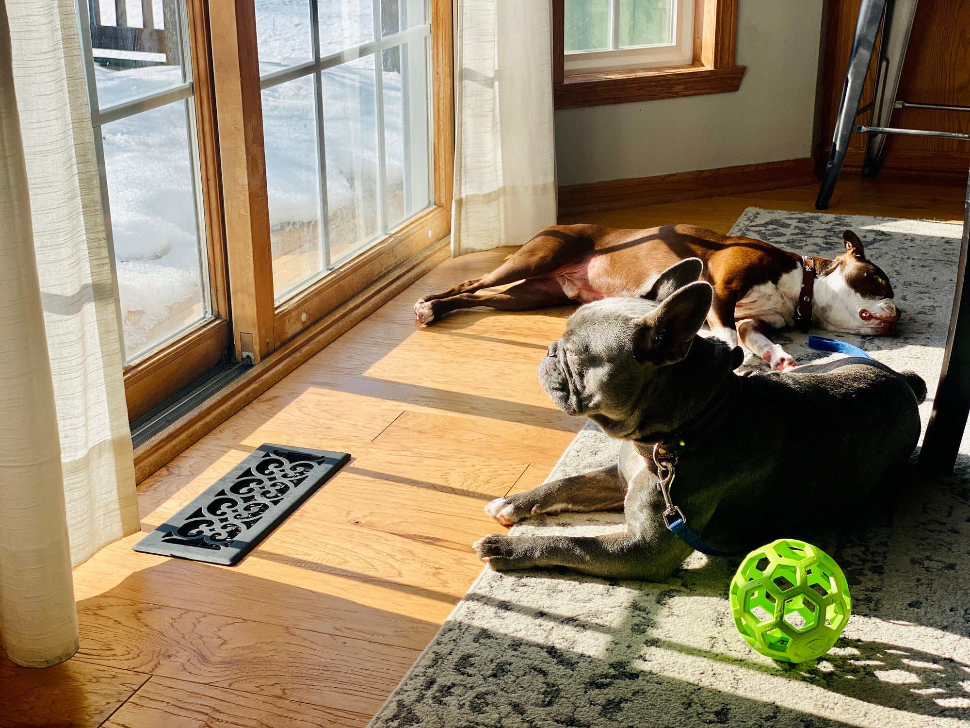 Os cachorros adoram a sensação reconfortante do sol em sua pele
