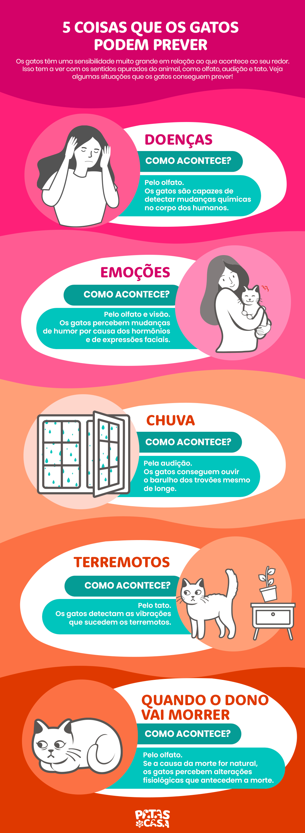 É verdade que gatos pressentem coisas ruins, mas isso tem a ver com os sentidos felinos