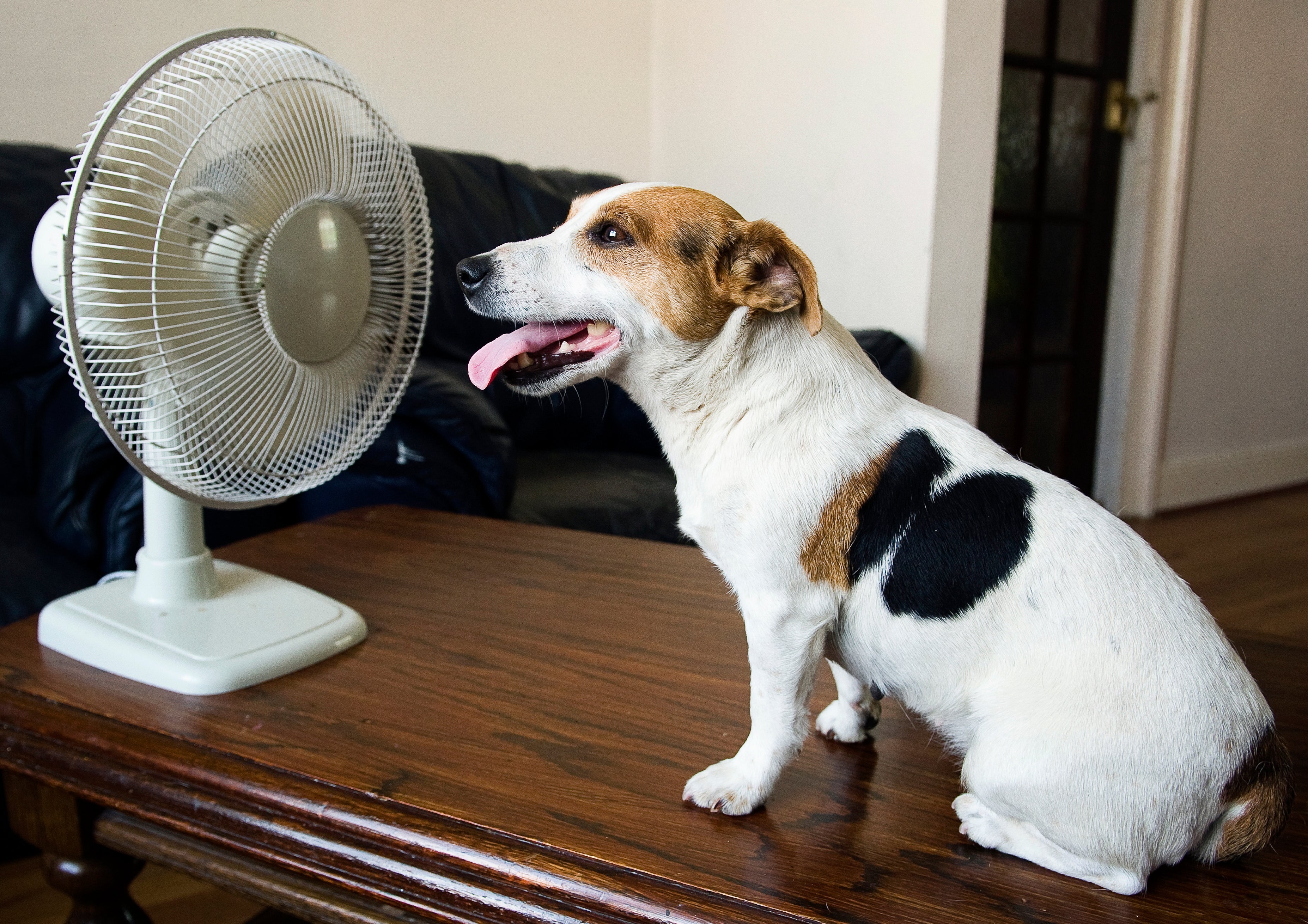 Colapso traqueal em cães pode deixar o o animal ofegante