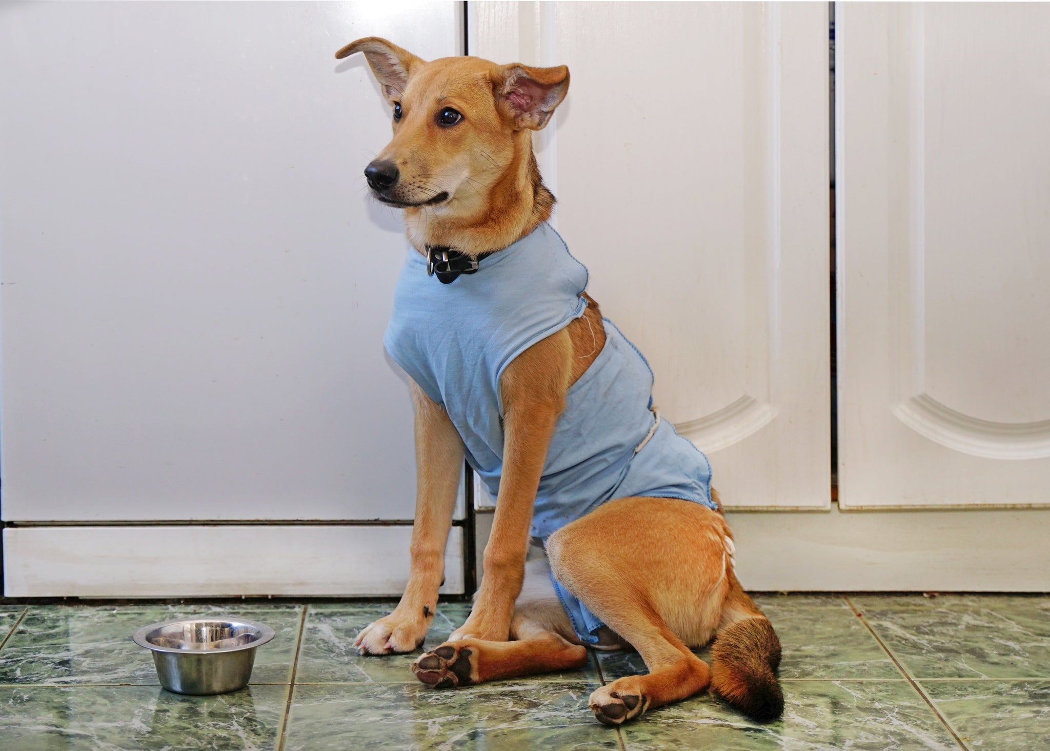 Colar para cachorro pode ser substituído por roupa cirúrgica caso cause muito desconforto no pet