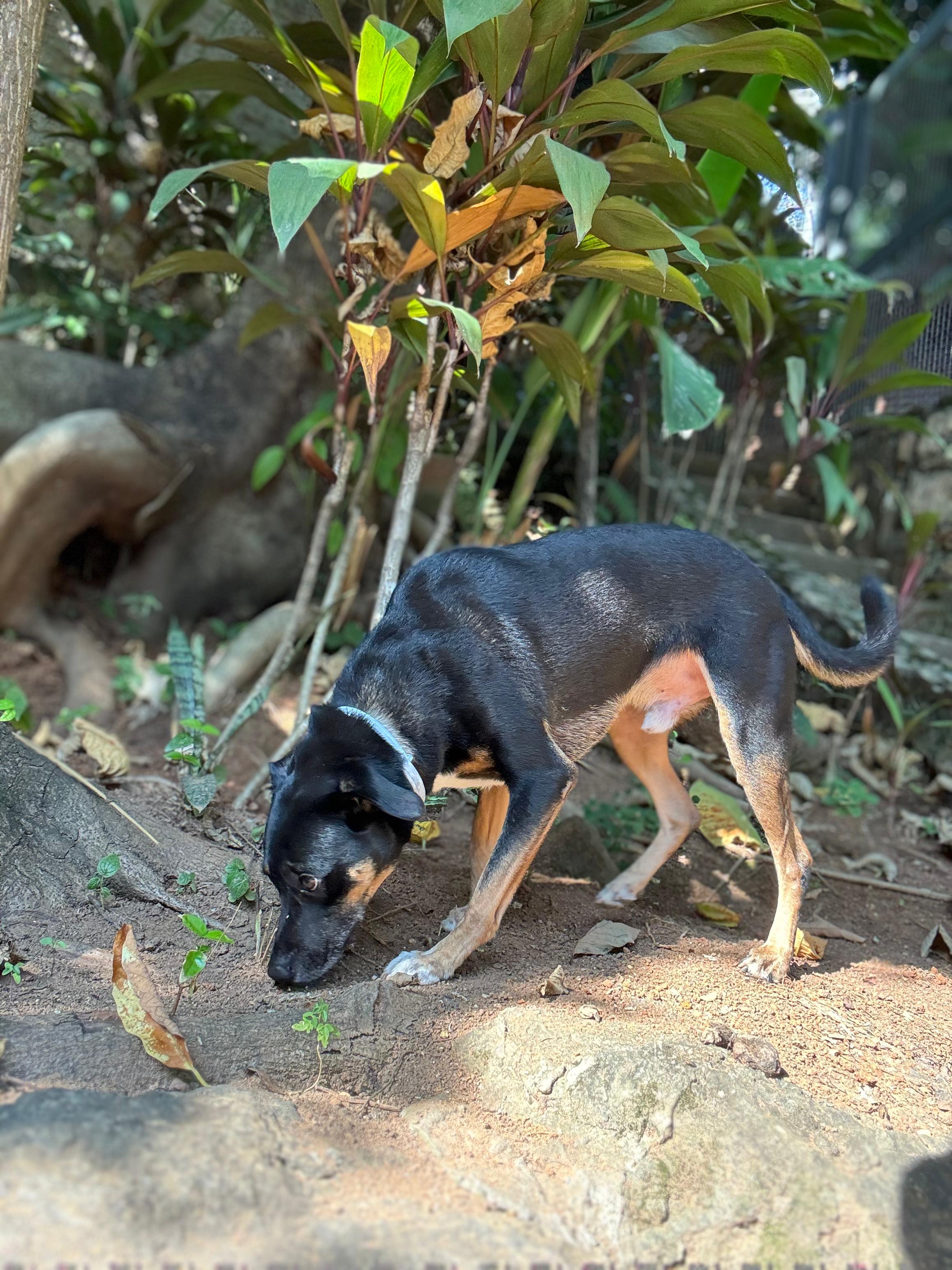 Amora usa coleira antipulgas quando vai ao parque para evitar pegar parasitas de outros cães