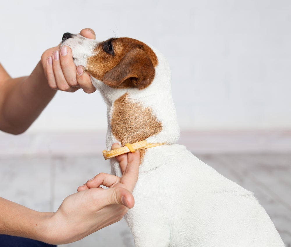 A coleira antipulgas para cachorro é uma ótima forma de acabar com as pragas no bichinho