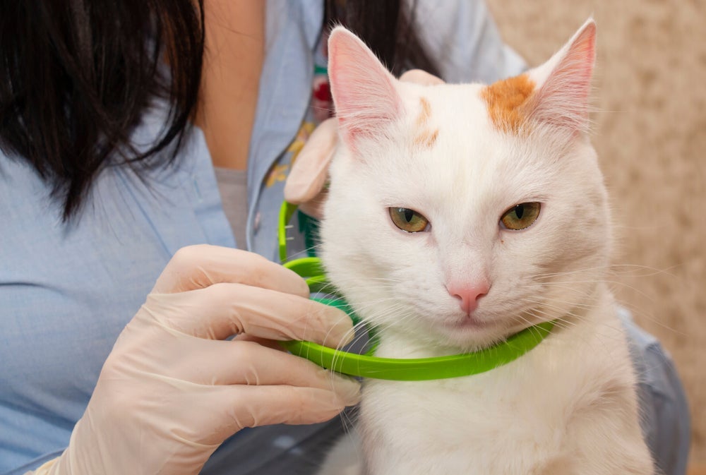Coleira antipulgas: gatos filhotes podem usar o produto, mas faixa etária deve estar indicada na embalagem