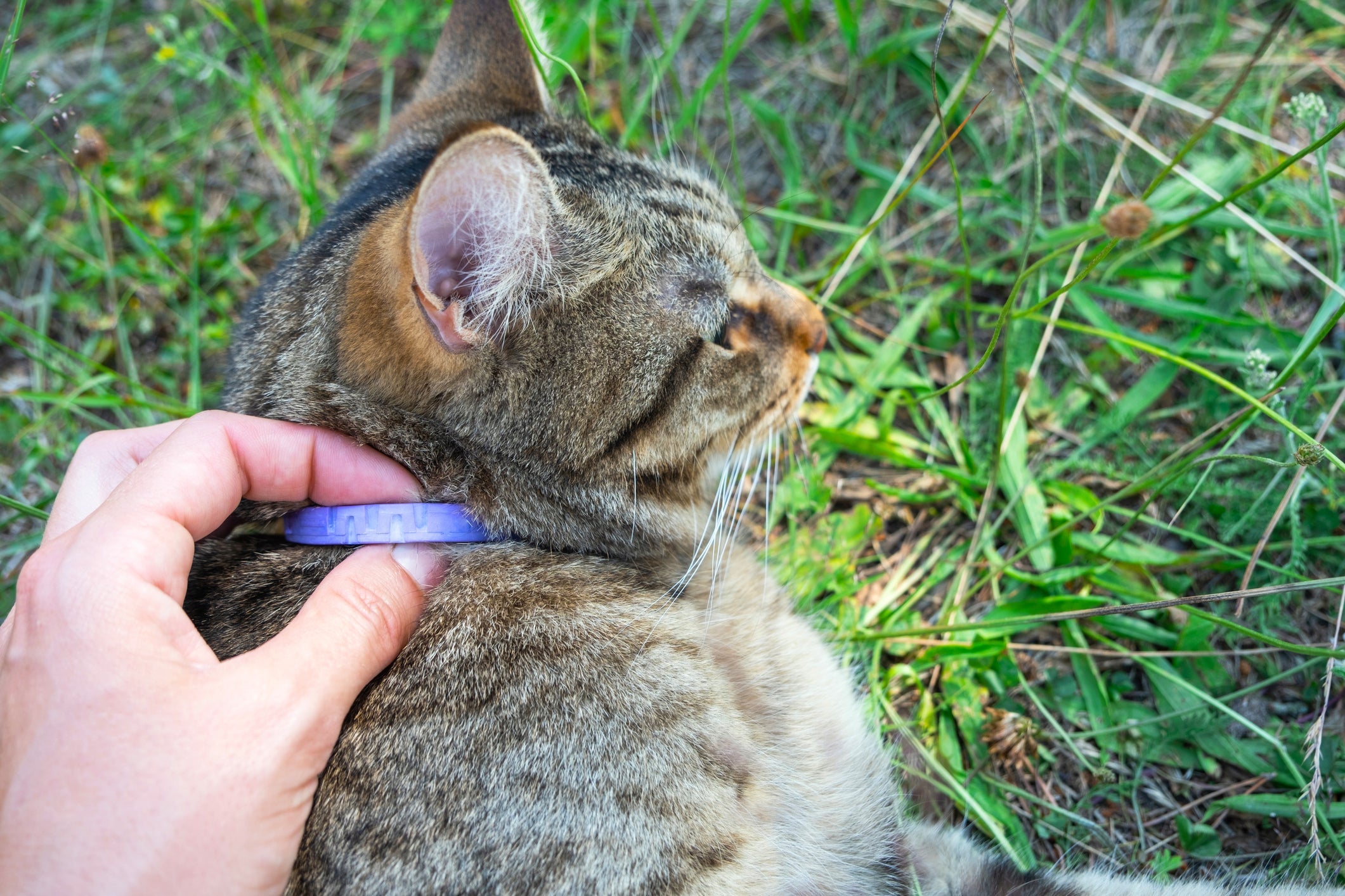Deixar o gato de coleira em casa pode ser uma boa ideia, principalmente para quem tem quintal
