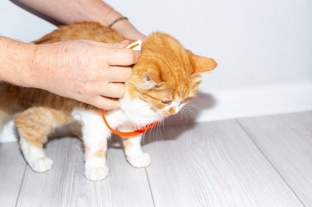Coleira antipulgas: gatos também precisam de proteção contra os parasitas externos