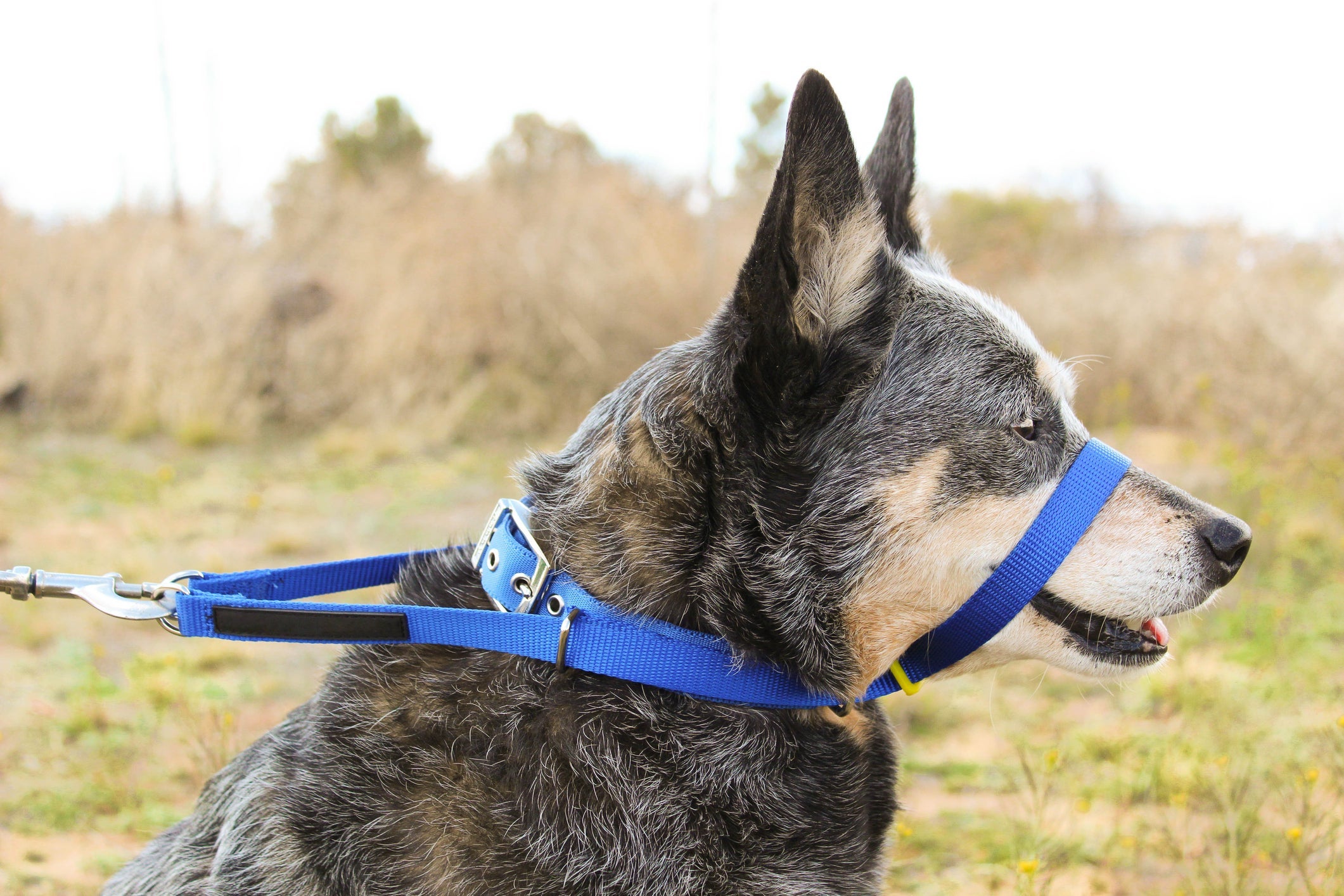 A coleira cabresto para cachorro ajuda os cães mais agitados a se comportarem melhor no passeio