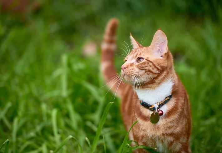 O guizo na coleira de gato atrapalha a audição e comportamentos de caça