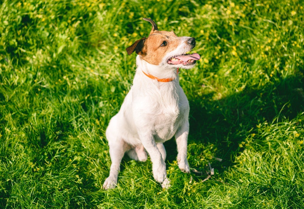 A coleira repelente de mosquito para cachorro é uma opção prática e muito eficaz