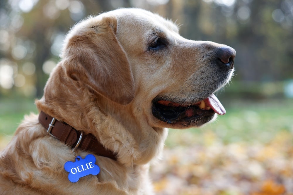A coleira de cachorro com nome ajuda que seu pet seja localizado caso fique perdido