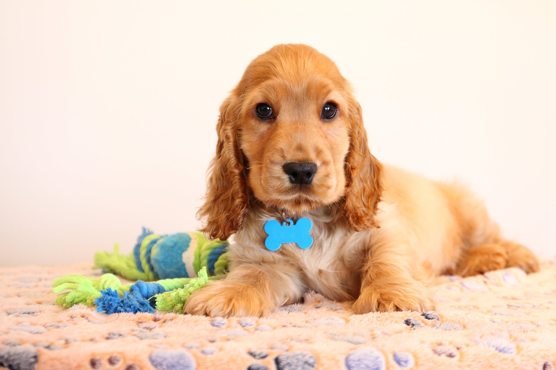 A coleira de identificação para cachorro deve constar informações como o nome do pet e telefone do tutor