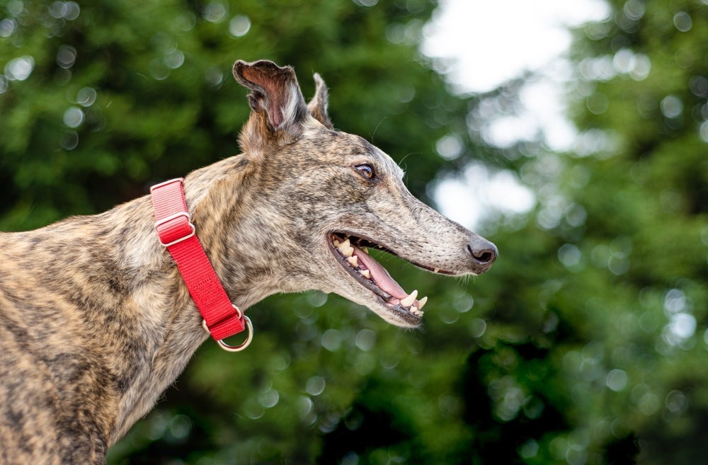 Desenvolvida para raças de cabeça mais estreita, a coleira martingale pode ser usada praticamente por qualquer cachorro