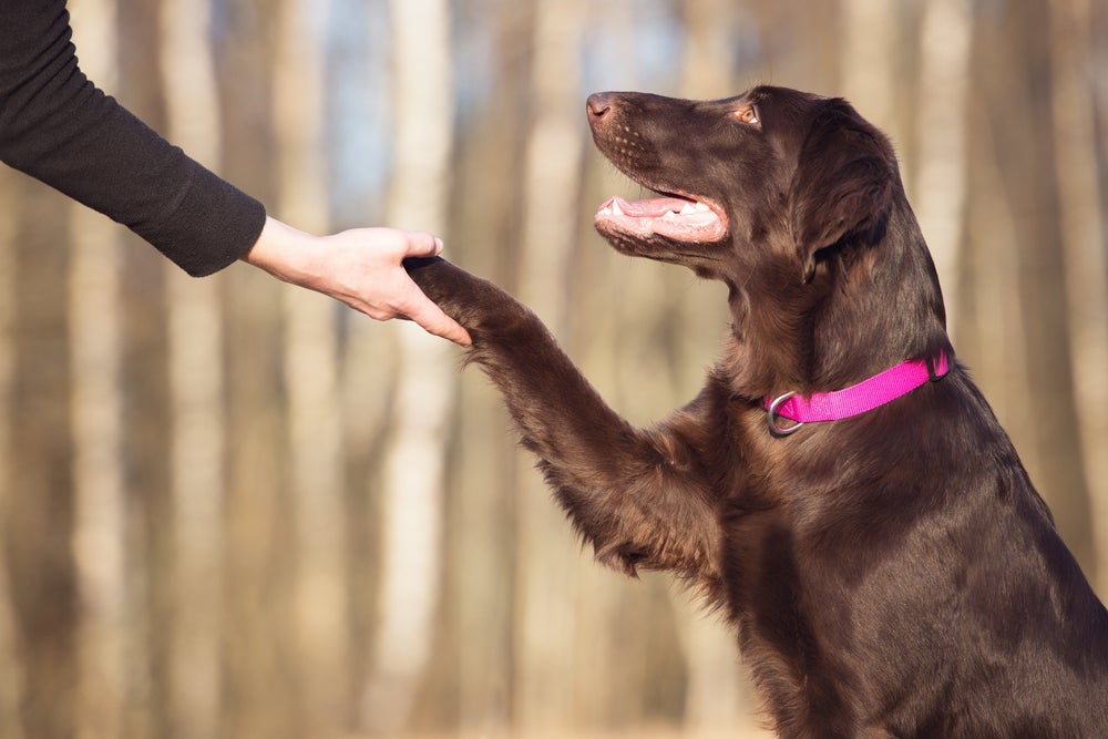 Investir em uma coleira para cachorro cego é muito importante para os cães com a condição