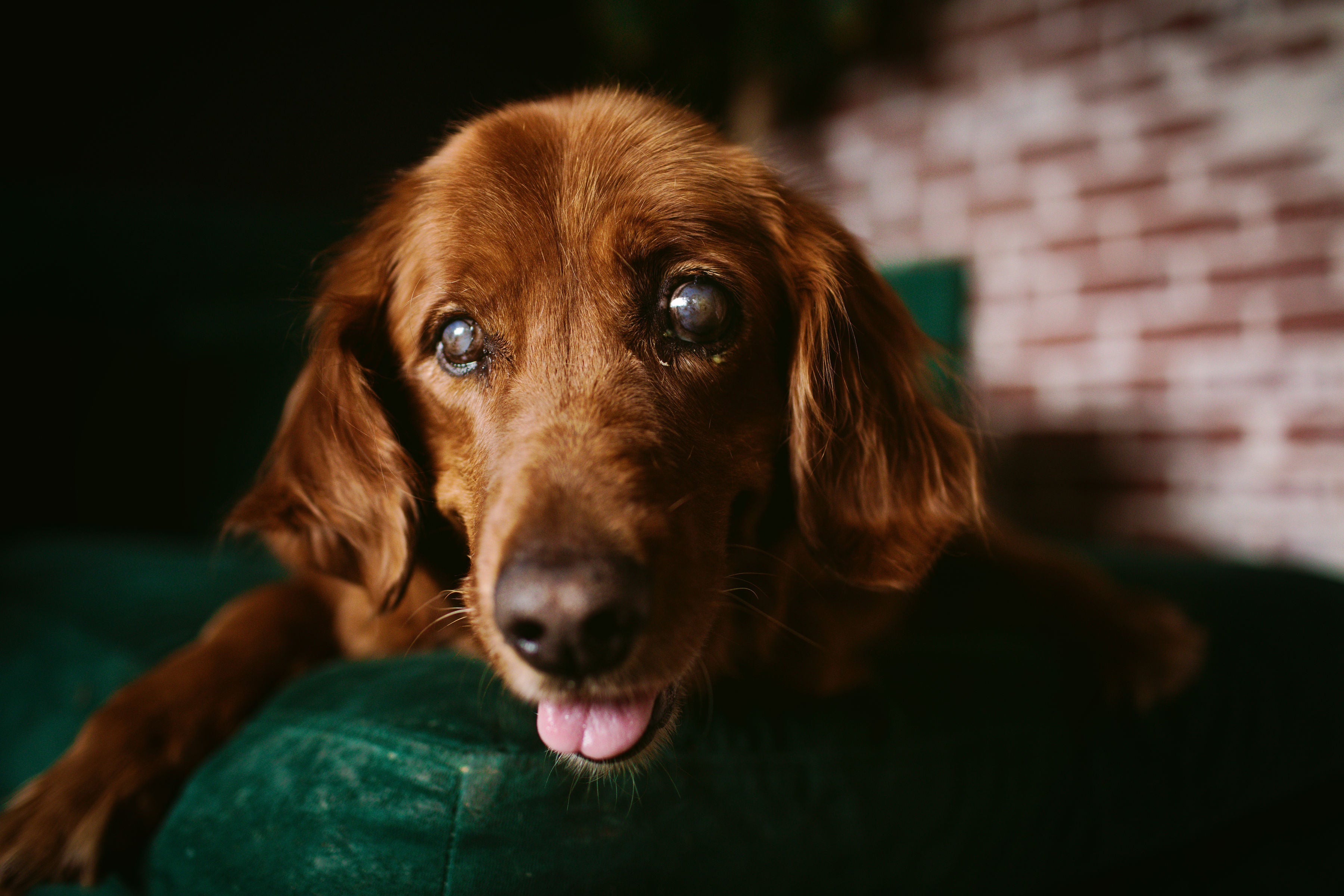 Coleira especial pode ajudar o cachorro a ter mais qualidade de vida, se adaptando à perda de visão