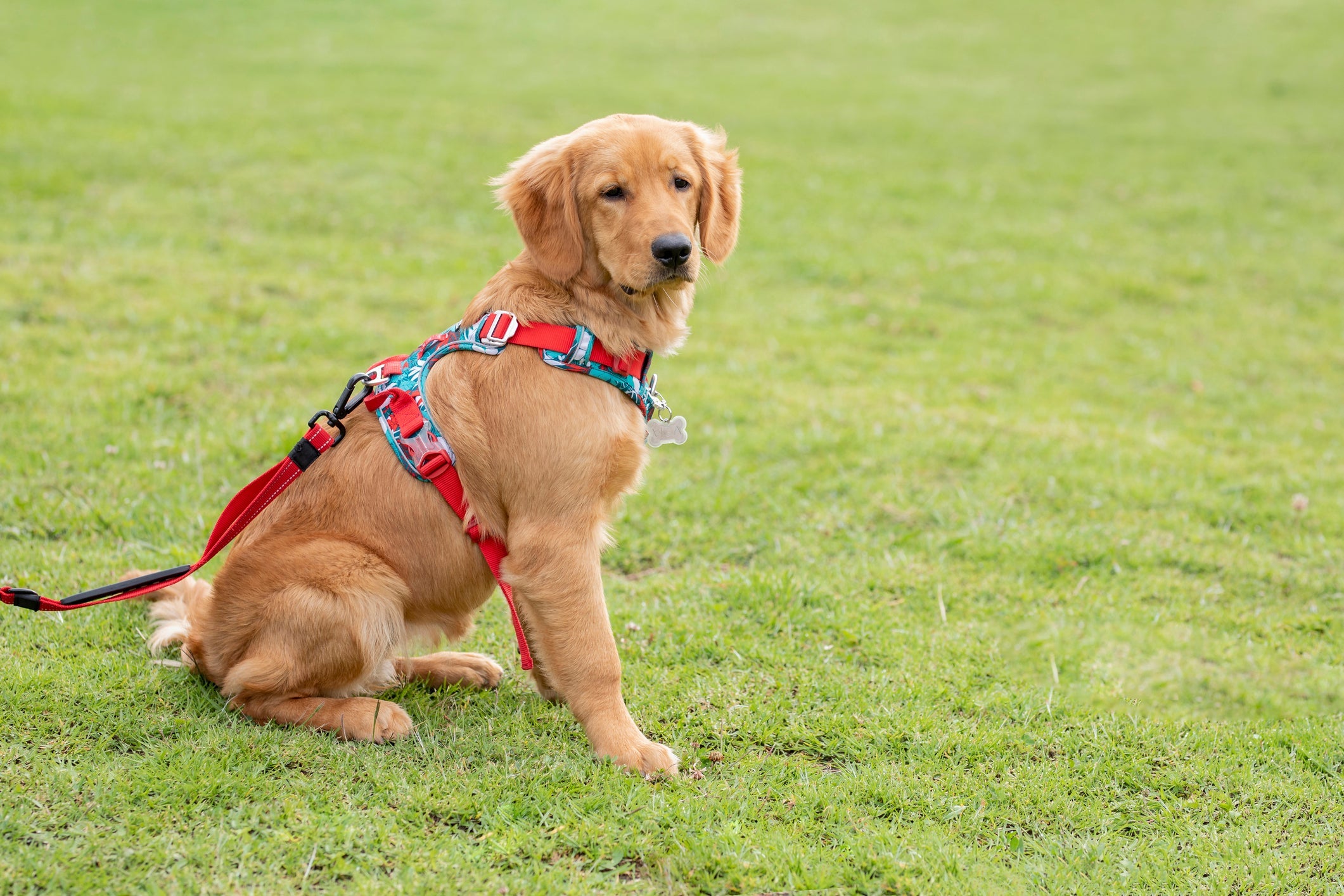A coleira peitoral para cachorro é a melhor opção para animais de grande porte