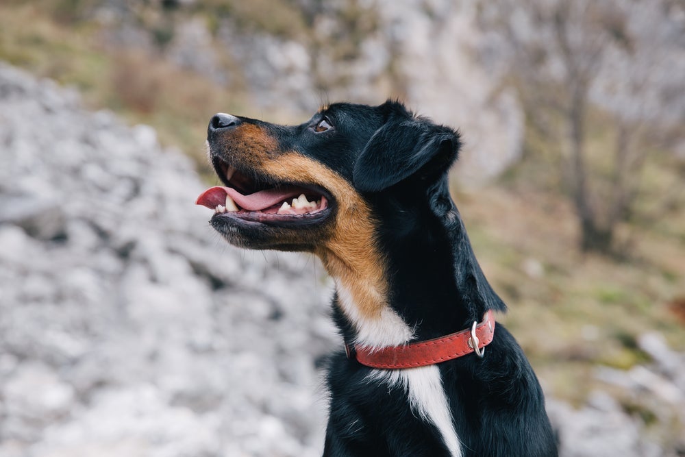 Coleira para cachorro: existem diferentes tipos disponíveis para o seu pet. 