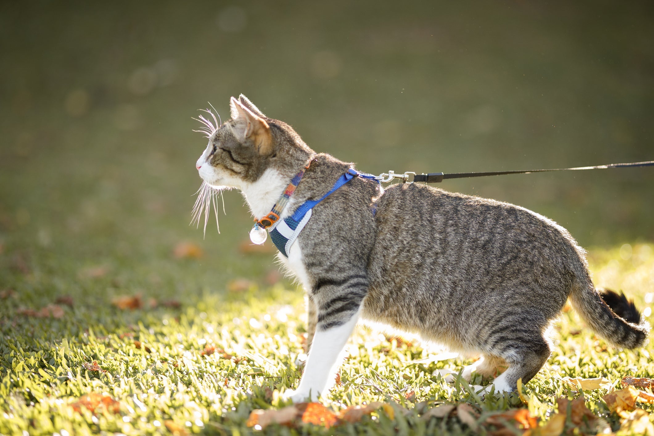 Coleira para gato: é importante que o animal se acostume desde cedo com o acessório
