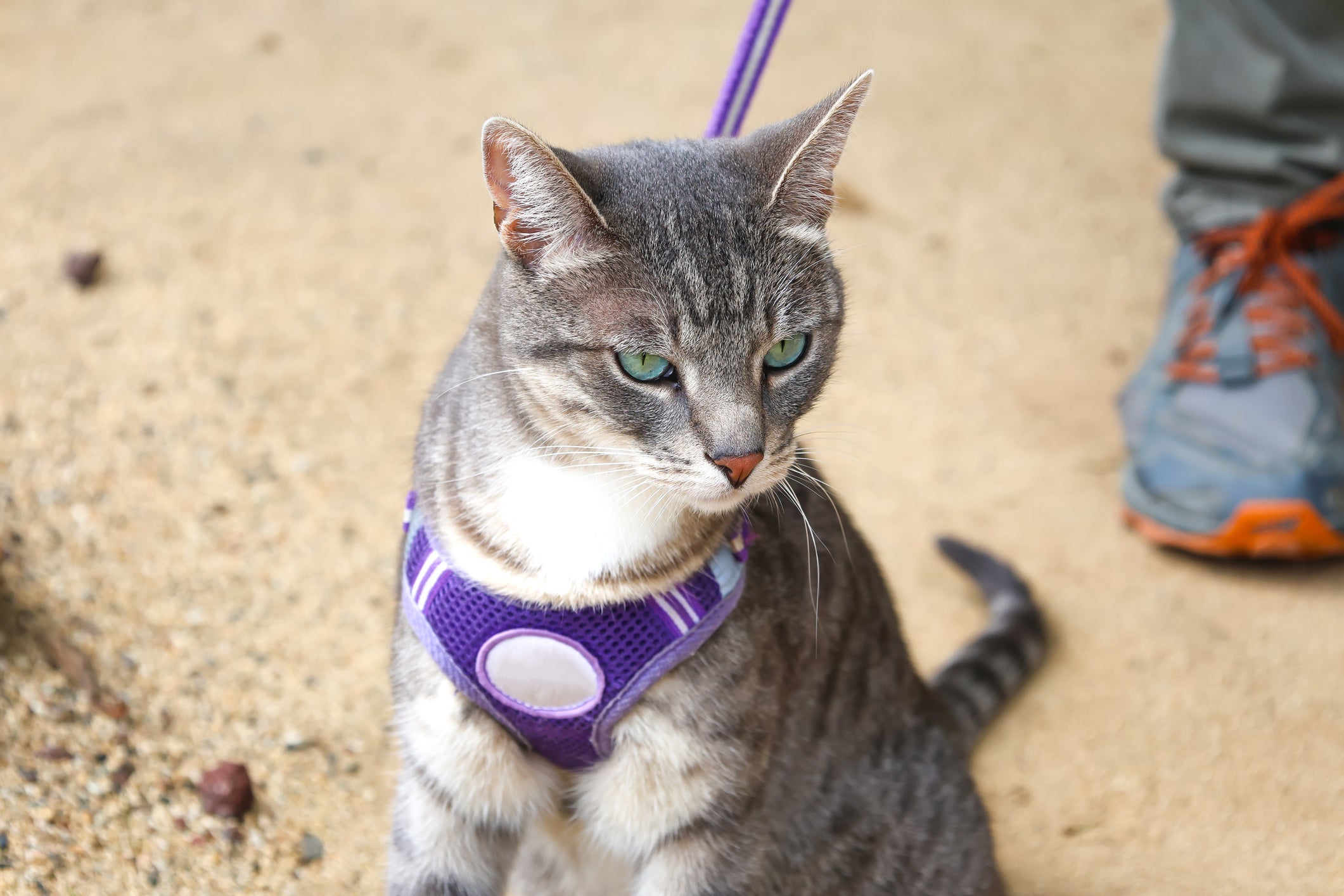Gatos que saem para passear se beneficiam do uso de coleira peitoral