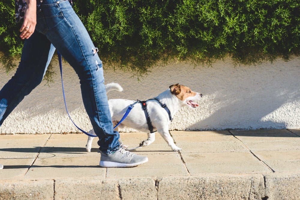 A coleira peitoral para cachorro serve para animais de porte grande também.