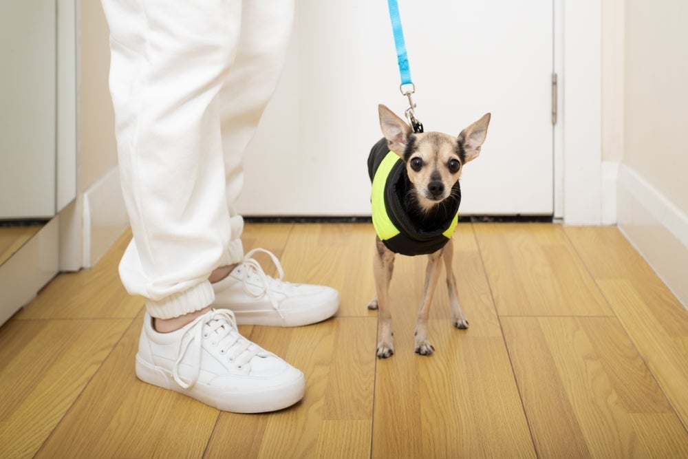 Enquanto estiver passeando com cachorro em casa, apresente a guia e coleira peitoral