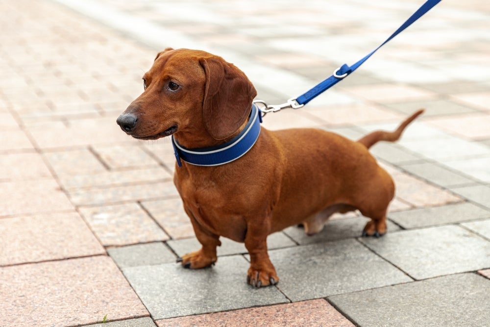 Assim como a coleira para cachorro, é importante ter cuidado ao escolher a guia do passeio.
