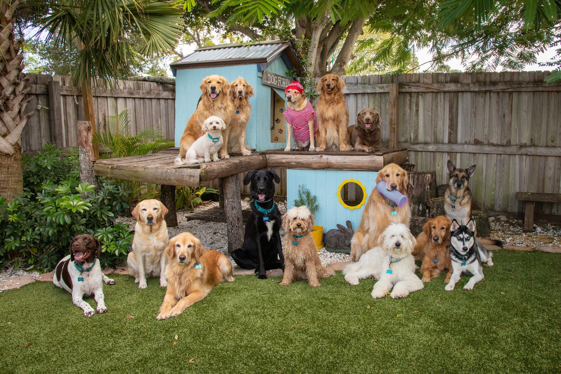 O coletivo de cachorro é chamado de matilha