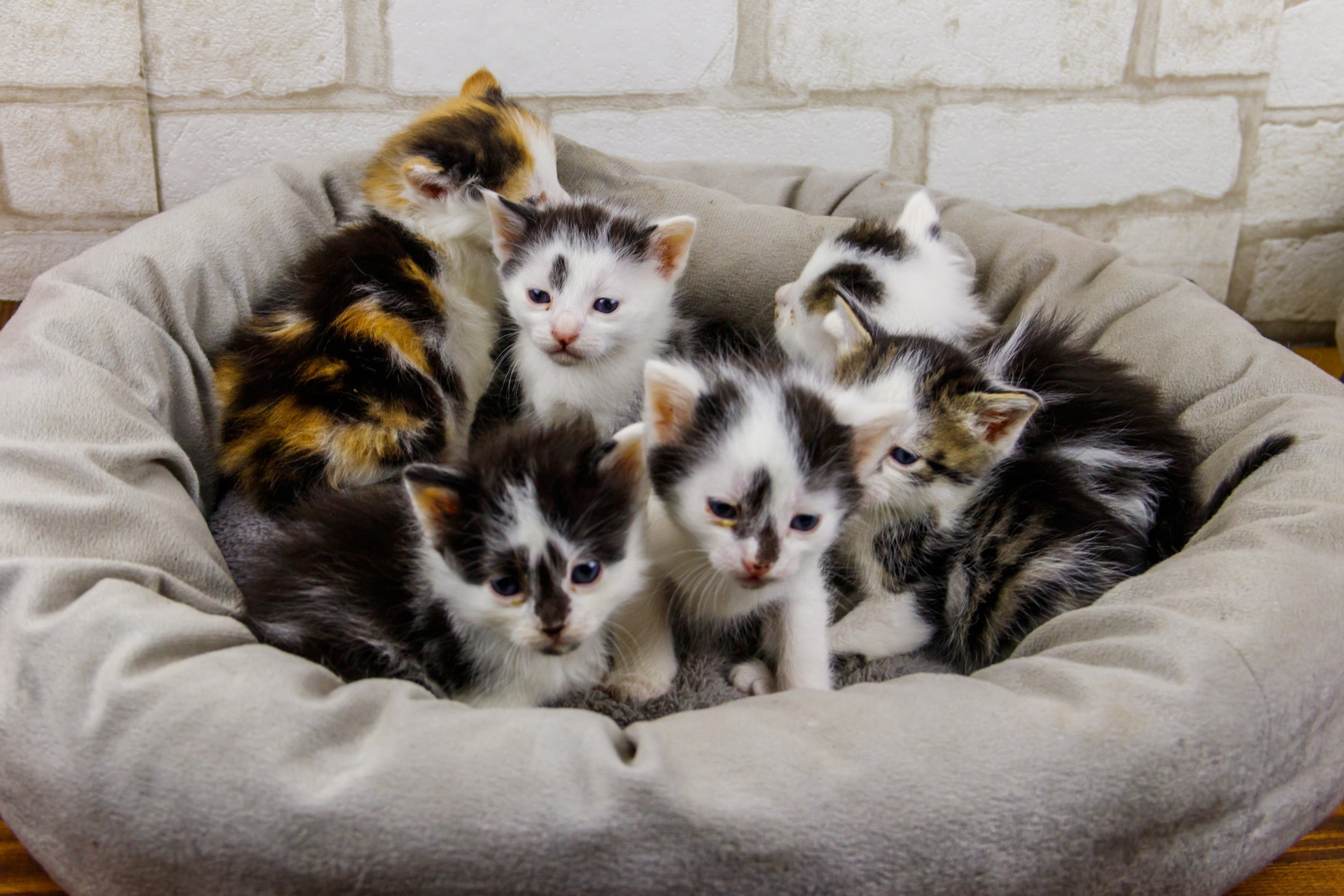 O coletivo de gatos é chamado de "gataria"