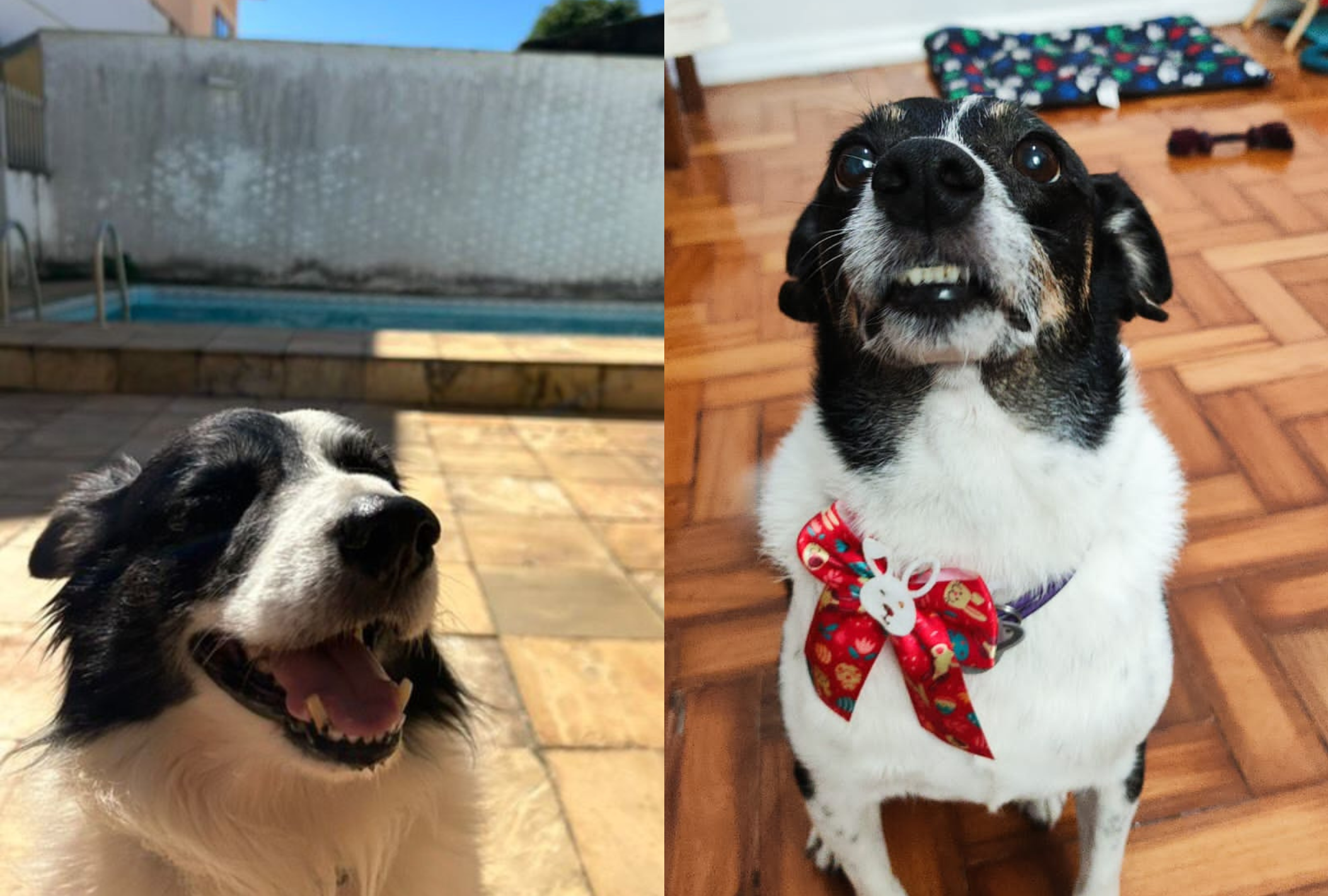 Do lado esquerdo, o Border Collie Rocky. Do lado direto, a vira-lata Colina