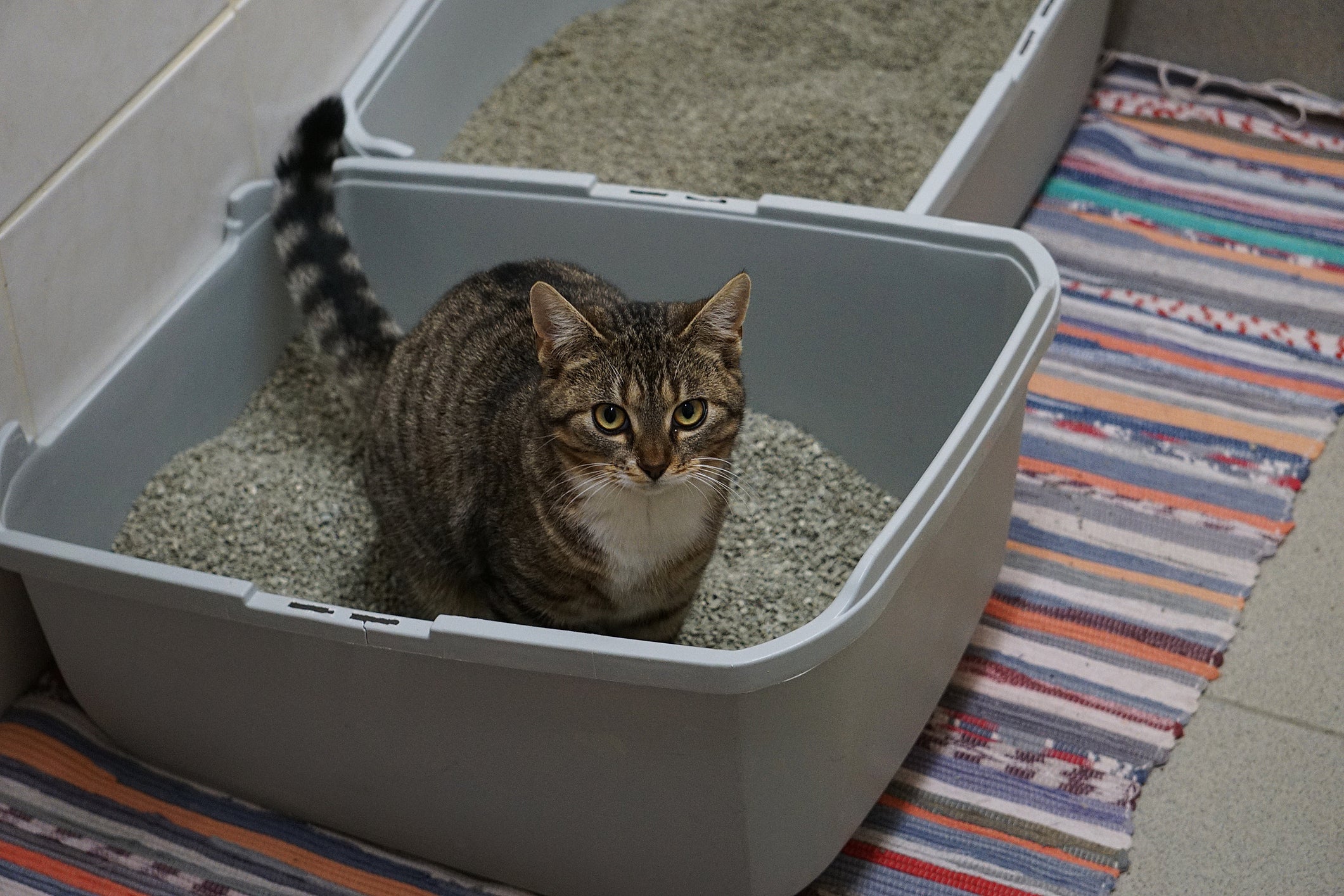 A diarreia é um dos principais sintomas da colite em gatos
