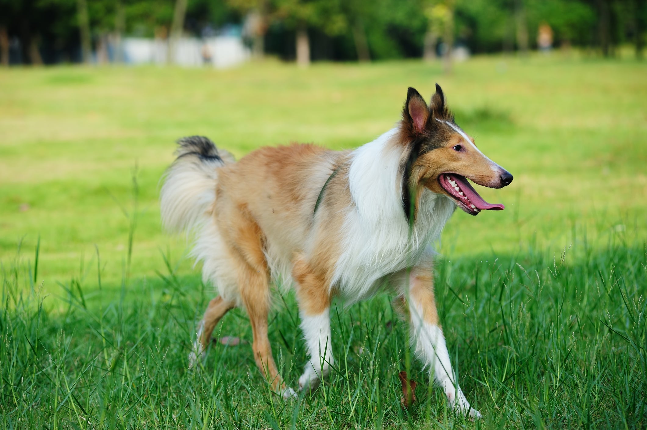 Outro cachorro terapeuta grande, peludo e muito amigável é o Collie