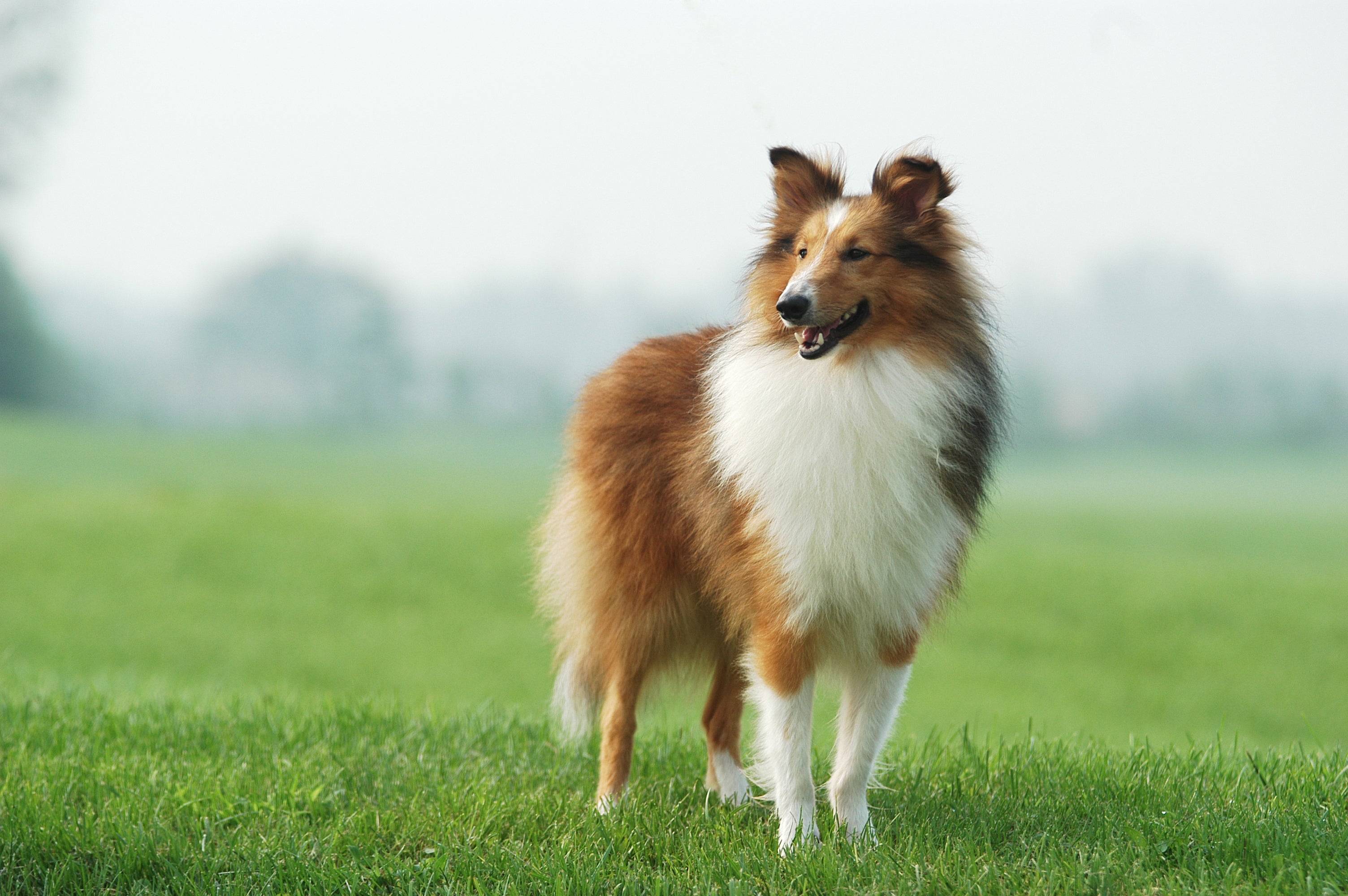 O Collie é uma das raças de cachorro comparadas com o Border Collie