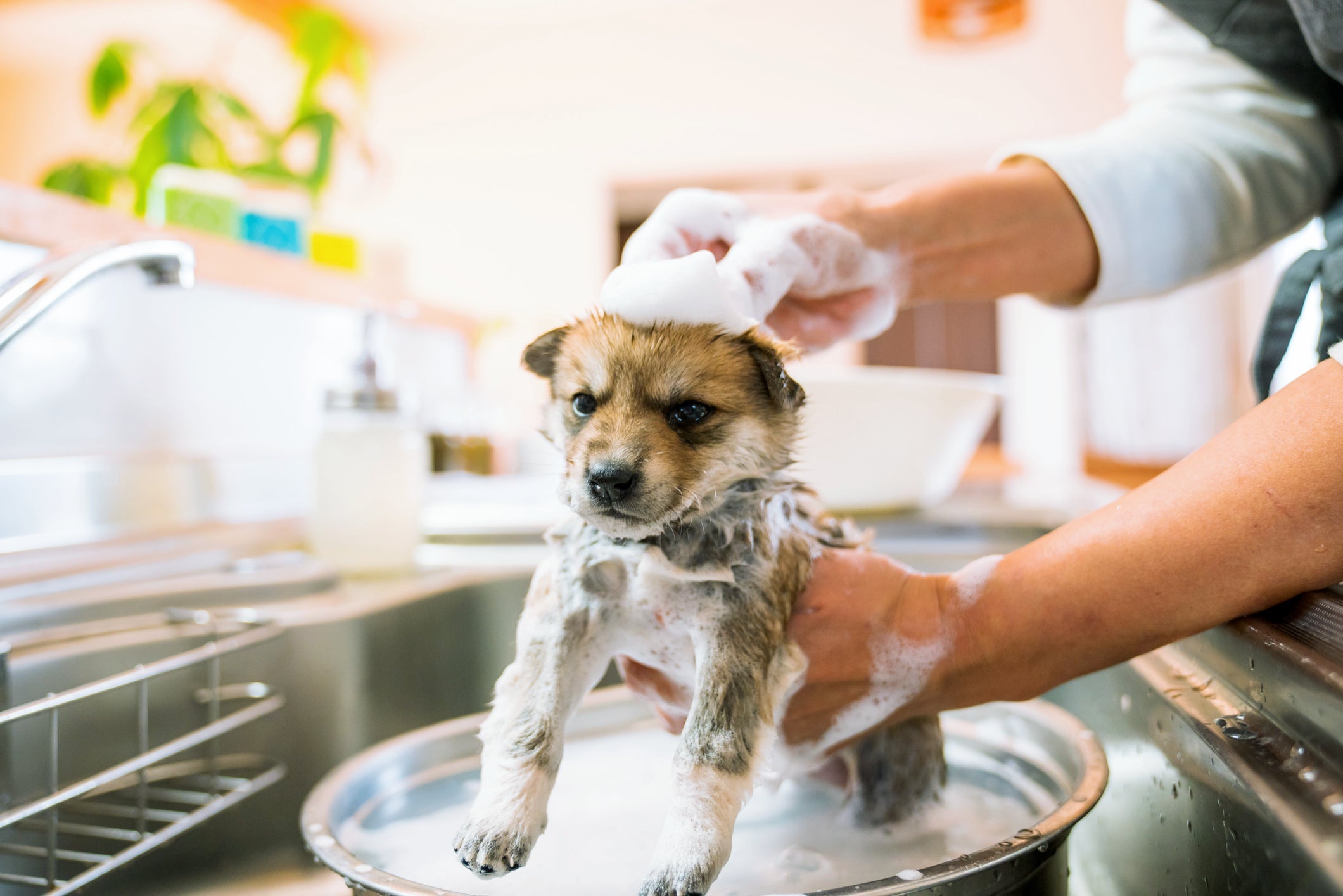 O banho em filhote de cachorro só deve acontecer depois que o animal tiver tomado todas as vacinas
