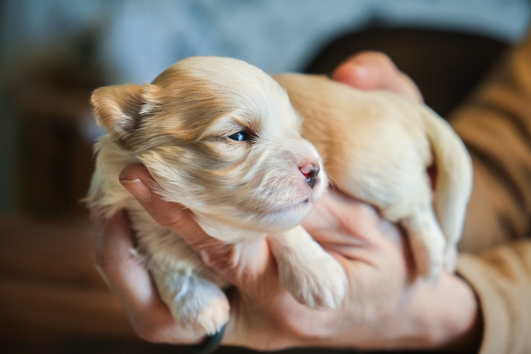 O filhote de cachorro abre os olhos entre a primeira e segunda semana de vida