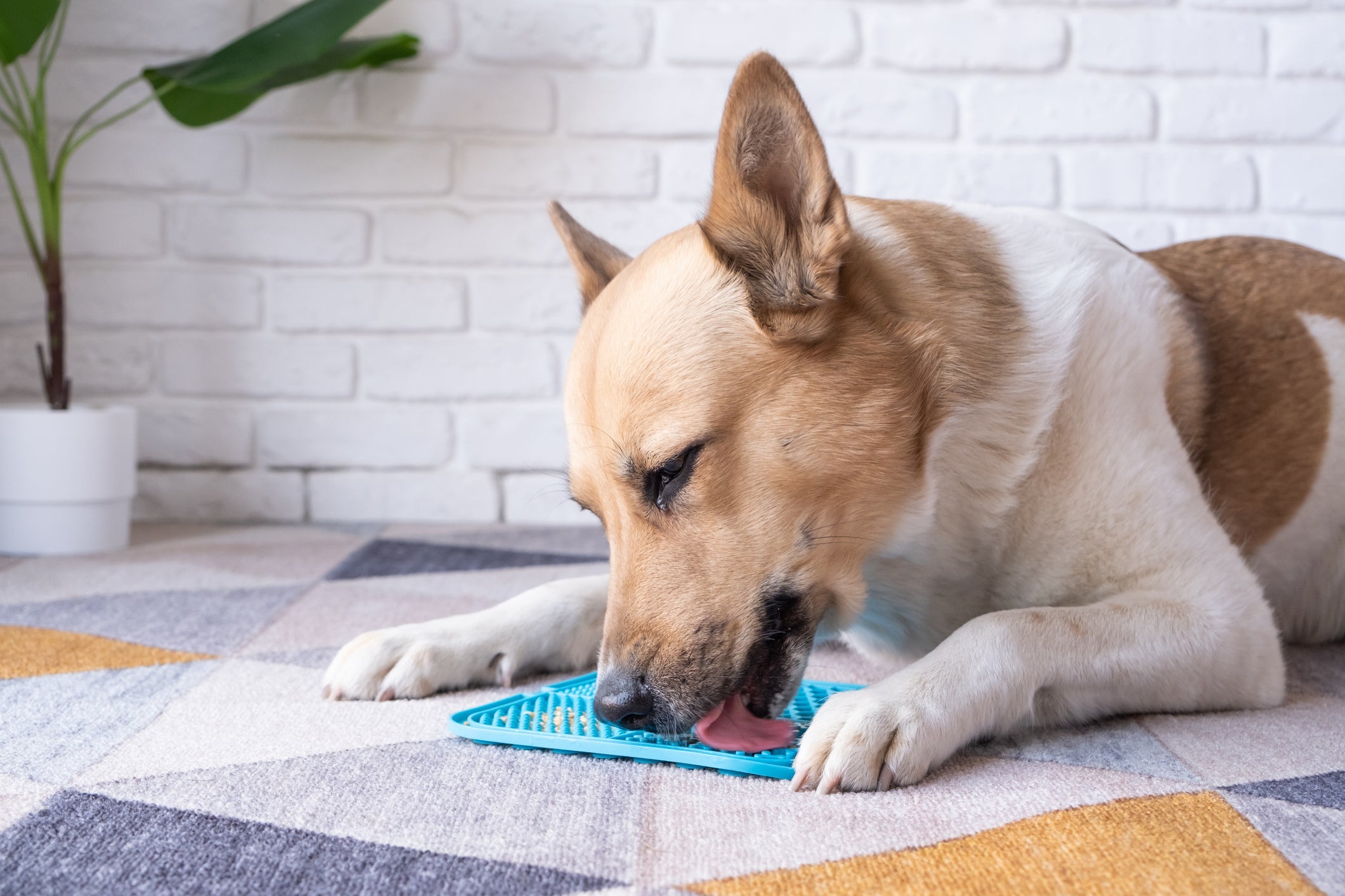 O tapete de lamber para cachorro não é indicado para alimentos sólidos