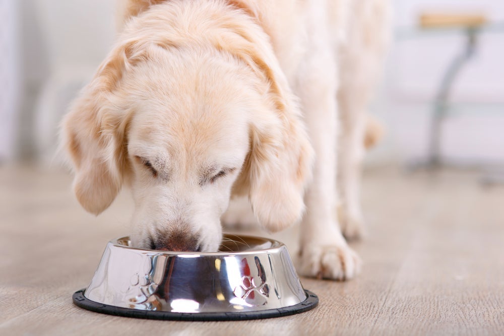 Na hora de comprar comedouro para cachorro, certifique-se de que o tamanho é apropriado para o seu cão