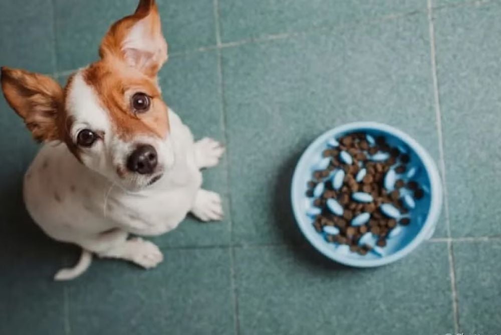 O comedouro interativo para cães é um ótimo enriquecimento ambiental