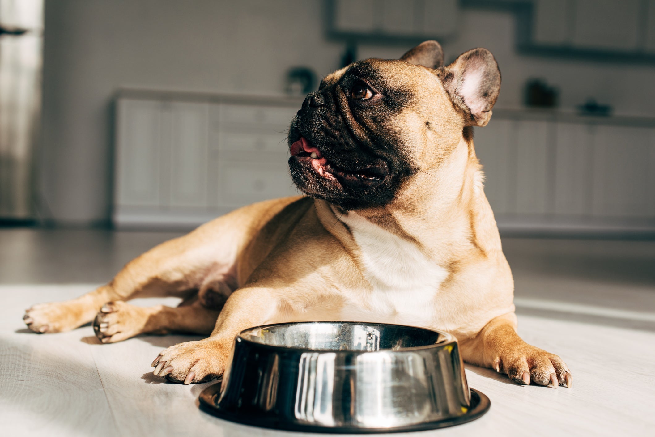 Pote de inox é durável, higiênico e não oferece riscos ao pet