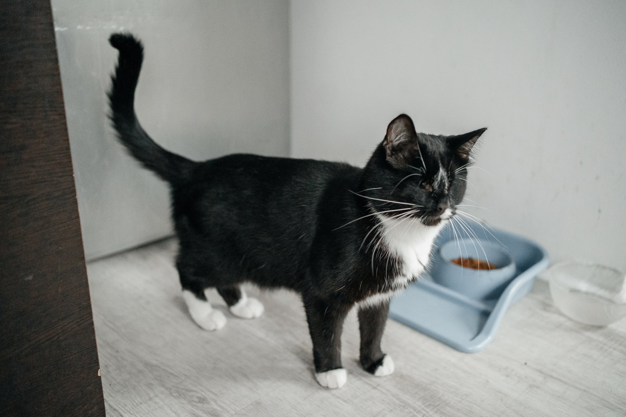 Comedouro automático: gatos só podem se alimentar de ração seca no acessório